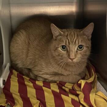 Domestic Short Hair Cats Available for Adoption - PETRA | PetCurious