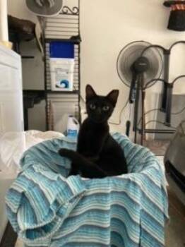 Jett (CL) -  Bombay and Domestic Short Hair Cat for Adoption in San Antonio, Texas - Jett (CL) | PetCurious