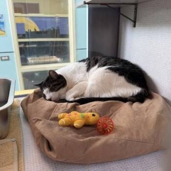 Domestic Short Hair Cats Available for Adoption in Richmond, Virginia - Salvatore | PetCurious