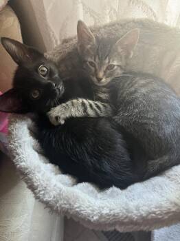 HEATHER -  Domestic Short Hair Cat for Adoption in Broomfield, Colorado - HEATHER | PetCurious