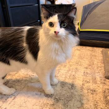 Cindy -  Domestic Long Hair Cat for Adoption in Hemet, California - Cindy | PetCurious