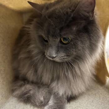 Cloudy -  Domestic Medium Hair Cat for Adoption in Philadelphia, Pennsylvania - Cloudy | PetCurious