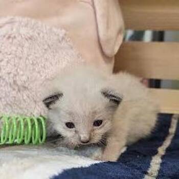 Domestic Short Hair Cats Available for Adoption in Lynchburg, Virginia - Mia | PetCurious