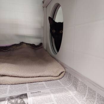 Rescue Bombay Cats for Adoption in Chattanooga, Tennessee - Stella Artois | PetCurious