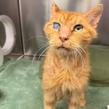 Lemonade -  Domestic Short Hair Cat for Adoption in Los Angeles, California - Lemonade | PetCurious