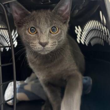 Fisherman 29851 -  Domestic Short Hair Cat for Adoption in Middleburg, Florida - Fisherman 29851 | PetCurious