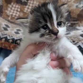 Lettuce -  Domestic Medium Hair Cat for Adoption in Morden, Manitoba - Lettuce | PetCurious