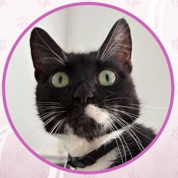 Rescue Domestic Short Hair Cats for Adoption in Toms River, New Jersey - Chapel | PetCurious