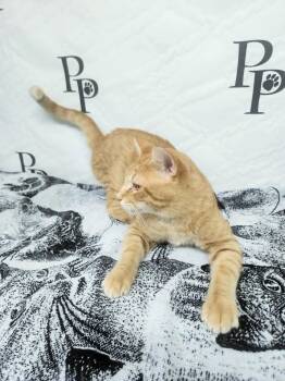 Travolta -  Domestic Short Hair Cat for Adoption in Social Circle, Georgia - Travolta | PetCurious