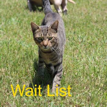 Cat -  Domestic Short Hair Cat for Adoption in Livingston, Texas - Cat | PetCurious