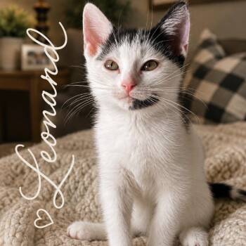 Leonard -  Domestic Short Hair Cat for Adoption in Inman, South Carolina - Leonard | PetCurious