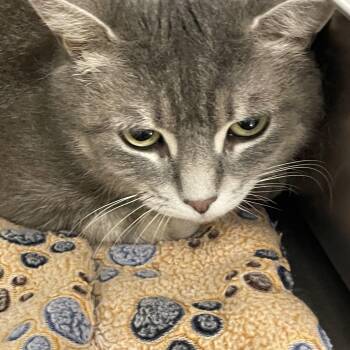 Tabby Cats Available for Adoption - Lilac ** FIV + ** @ Livonia PetSmart | PetCurious
