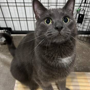Rigoberto -  Domestic Short Hair Cat for Adoption in Columbus, Ohio - Rigoberto | PetCurious