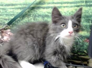 Rescue Domestic Long Hair Cats for Adoption in Moreno Valley, California - A543905 | PetCurious