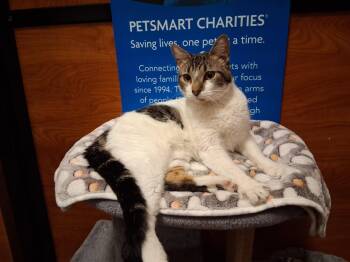 Domestic Short Hair Cats Available for Adoption in Rowlett, Texas - Kalo | PetCurious