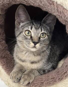 Domestic Short Hair Cats Available for Adoption in Venice, Florida - Chiquita | PetCurious