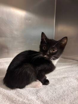 Domestic Short Hair Cats Available for Adoption in Port Jervis, New York - Sophia | PetCurious