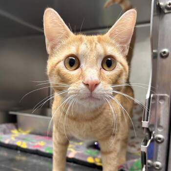 Marmalade -  Domestic Short Hair Cat for Adoption in The Colony, Texas - Marmalade | PetCurious