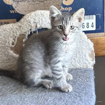 Maine -  Domestic Short Hair Cat for Adoption in Bentonville, Arkansas - Maine | PetCurious