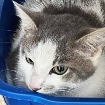 Max (fka Randy) -  Domestic Short Hair Cat for Adoption in Cumming, Georgia - Max (fka Randy) | PetCurious