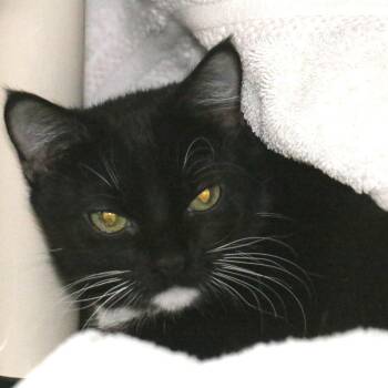 Domestic Short Hair Cats Available for Adoption in Pasadena, California - Felicity | PetCurious