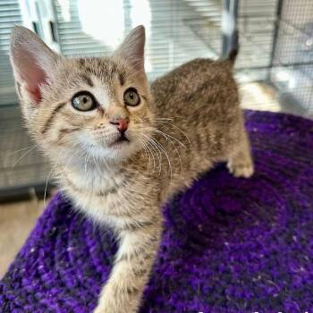 Joehl -  Domestic Short Hair Cat for Adoption in Stoughton, Wisconsin - Joehl | PetCurious