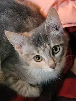 Missy Hissy -  Domestic Short Hair Cat for Adoption in Salisbury, North Carolina - Missy Hissy | PetCurious