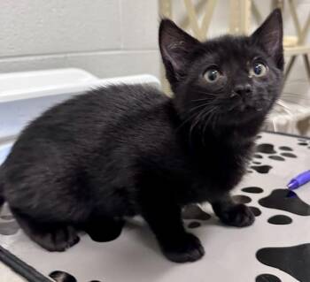 AVOCATO -  Domestic Short Hair Cat for Adoption in Derwood, Maryland - AVOCATO | PetCurious