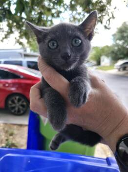 Smokey Blue -  Russian Blue Cat for Adoption in New Braunfels, Texas - Smokey Blue | PetCurious