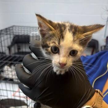 Shock -  Domestic Short Hair Cat for Adoption in Gadsden, Alabama - Shock | PetCurious