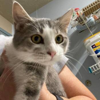 Rescue Domestic Short Hair Cats for Adoption in Spencer, Indiana - KJ | PetCurious