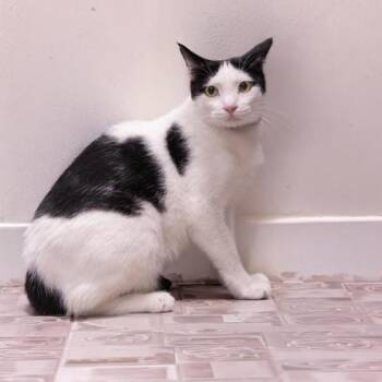 Matisse Katter -  Domestic Short Hair Cat for Adoption in Hudson, Massachusetts - Matisse Katter | PetCurious