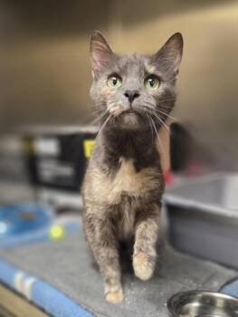 Sugar Cube -  Domestic Short Hair Cat for Adoption in Westland, Michigan - Sugar Cube | PetCurious