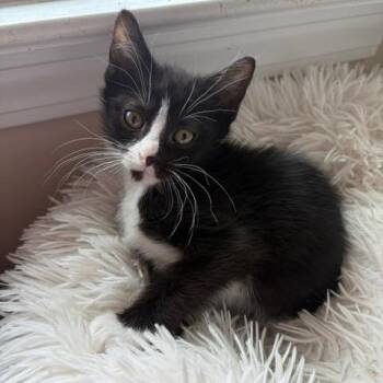 Olaf -  Domestic Short Hair Cat for Adoption in Winston-salem, North Carolina - Olaf | PetCurious
