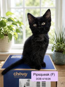 Pipsqueak -  Domestic Long Hair Cat for Adoption in Vacaville, California - Pipsqueak | PetCurious