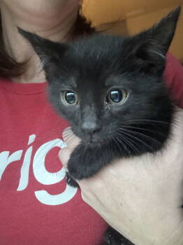 Rescue Domestic Short Hair Cats for Adoption in Ball Ground, Georgia - Etowah | PetCurious