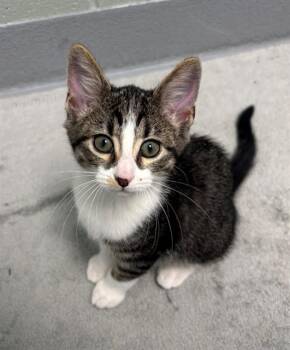 WUMBO -  Domestic Short Hair Cat for Adoption in Geneva, Illinois - WUMBO | PetCurious