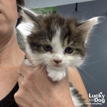 Ivie -  Domestic Long Hair Cat for Adoption in Washington, District Of Columbia - Ivie | PetCurious