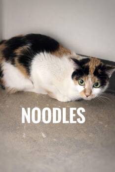 Domestic Long Hair Cats Available for Adoption - Noodles | PetCurious