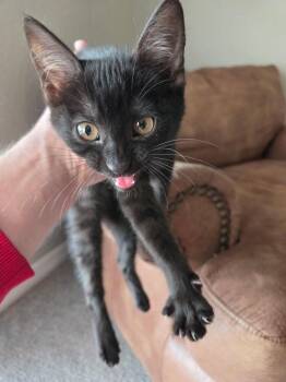 Domestic Short Hair Cats Available for Adoption - Black Kitten | PetCurious