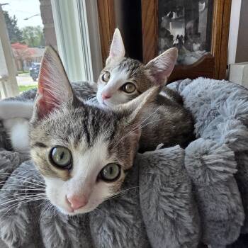 Domestic Short Hair Cats Available for Adoption in Chicago, Illinois - Darla | PetCurious