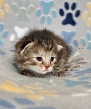 Creek -  Domestic Short Hair Cat for Adoption in Wabash, Indiana - Creek | PetCurious