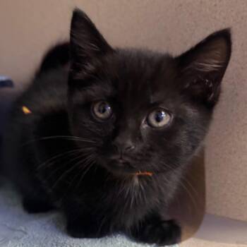 Boa -  Domestic Short Hair Cat for Adoption in Wantagh, New York - Boa | PetCurious