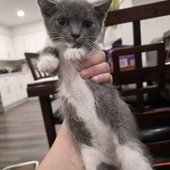 Sora -  Domestic Short Hair Cat for Adoption in Mastic, New York - Sora | PetCurious