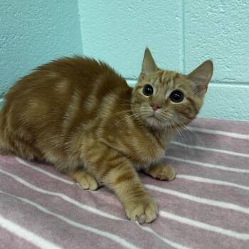 Frank -  Domestic Short Hair Cat for Adoption in Spruce Pine, North Carolina - Frank | PetCurious