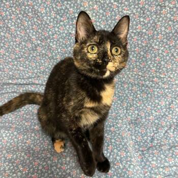 Thing 2 -  Domestic Short Hair Cat for Adoption in Waterloo, Iowa - Thing 2 | PetCurious