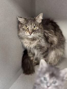 Domestic Medium Hair Cats Available for Adoption in Des Moines, Iowa - Gigi | PetCurious
