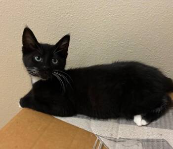 Devraj -  Domestic Short Hair Cat for Adoption in Fort Lupton, Colorado - Devraj | PetCurious