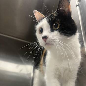 Sicily -  Domestic Short Hair Cat for Adoption in Salt Lake City, Utah - Sicily | PetCurious
