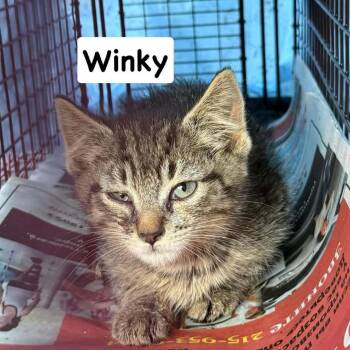 Winky -  Domestic Short Hair Cat for Adoption in Philadelphia, Pennsylvania - Winky | PetCurious
